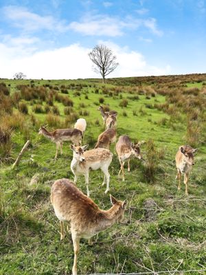 Deer- click for photo gallery